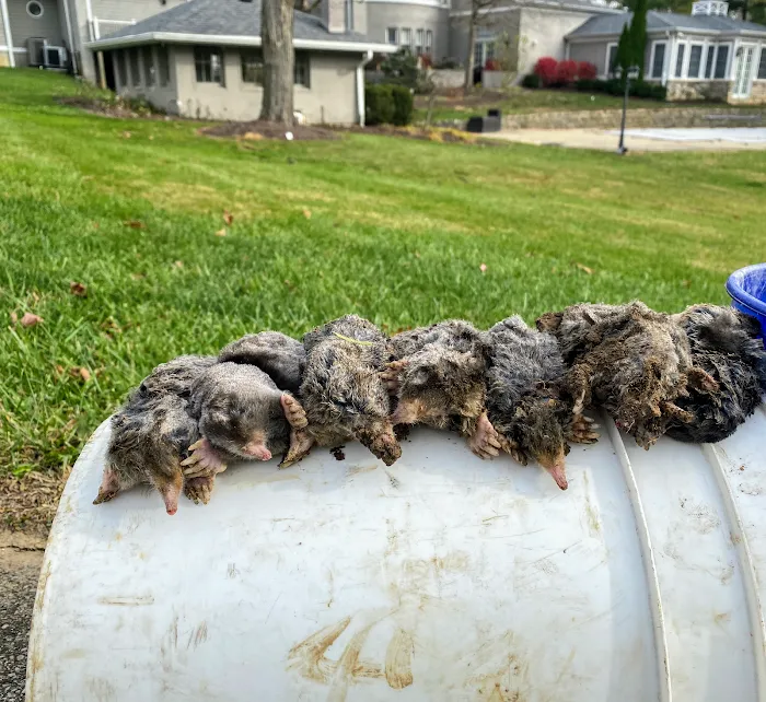 The Mole Hunter Picture 9