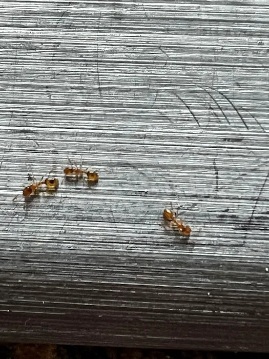 Genesis Pest Services Picture 10