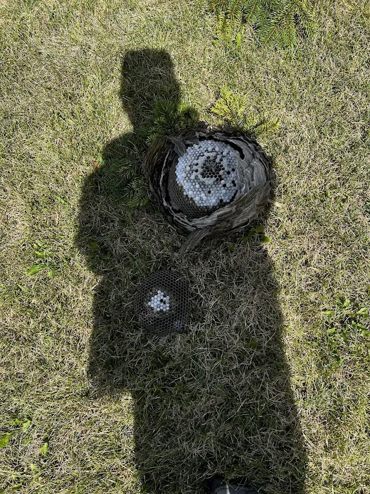 Genesis Pest Services Picture 5