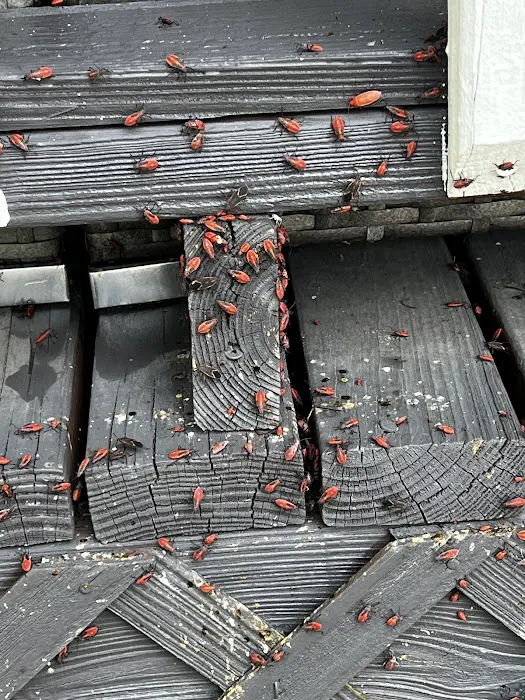Genesis Pest Services Picture 2