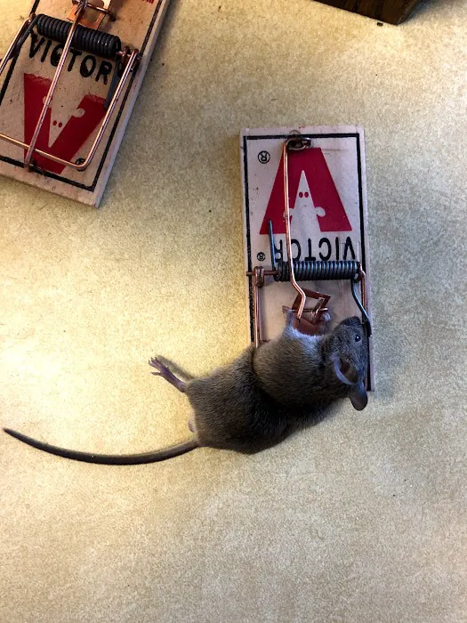 Genesis Pest Services Picture 1