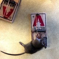 Genesis Pest Services ico