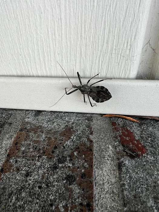 Genesis Pest Services Picture 4