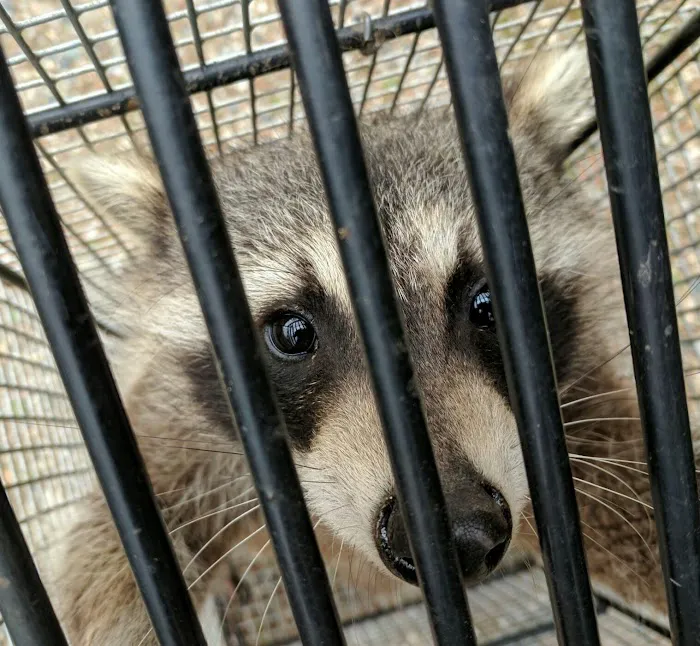Varment Guard Wildlife Services Picture 10