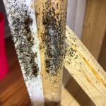 Shipley Pest Solutions, LLC