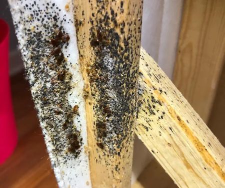 Shipley Pest Solutions, LLC