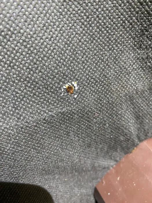 Shipley Pest Solutions, LLC Picture 7