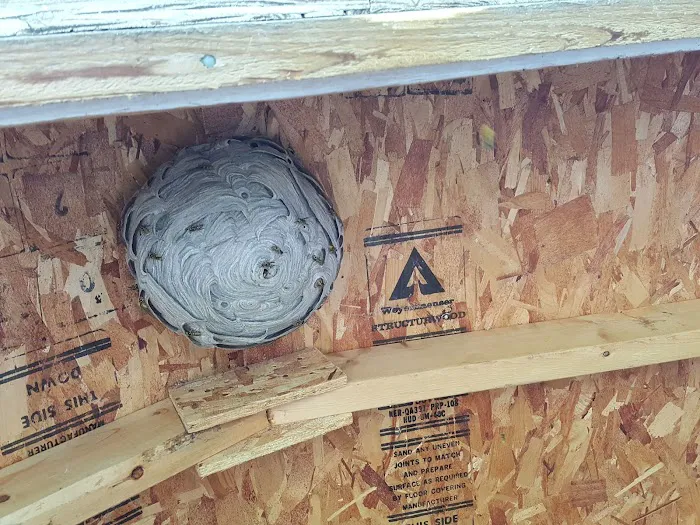 Pest Away Solutions LLC Picture 6