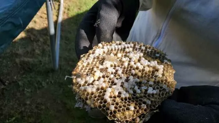 Michiana Pest Solutions Picture 1