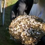 Michiana Pest Solutions