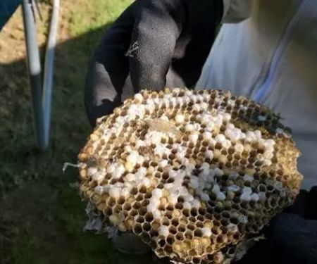Michiana Pest Solutions