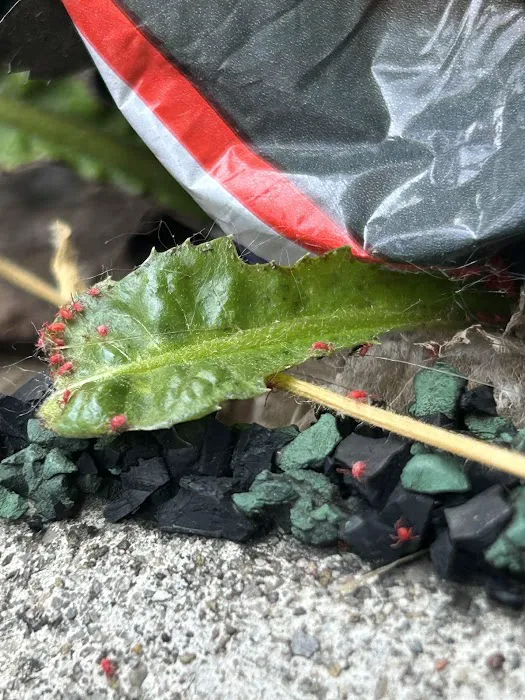 Michiana Pest Solutions Picture 4