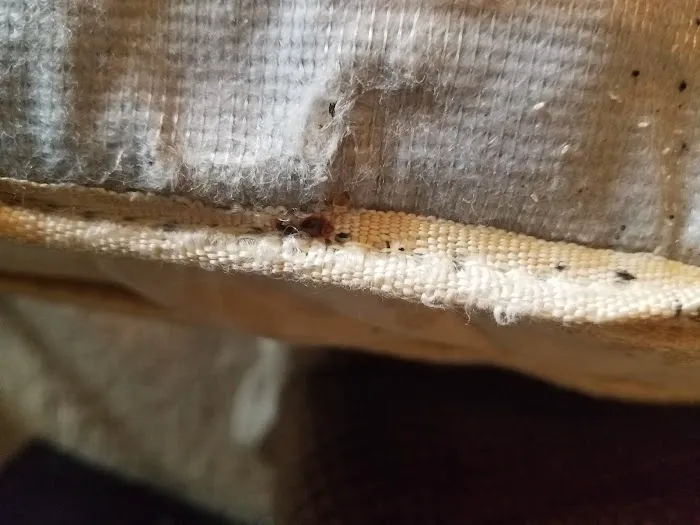 Stratex Pest Control LLC Picture 3