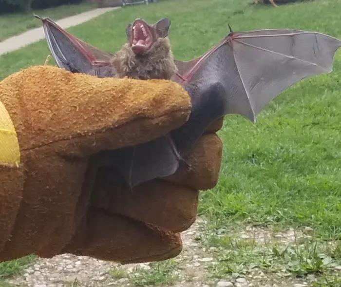 Stratex Pest Control LLC Picture 9