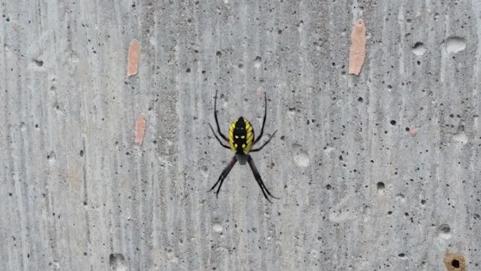 Stratex Pest Control LLC Picture 8
