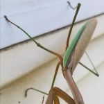 Stratex Pest Control LLC