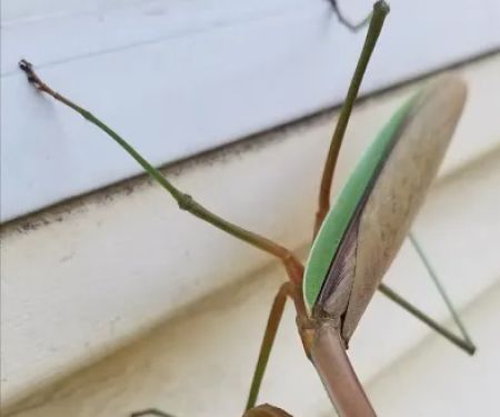 Stratex Pest Control LLC