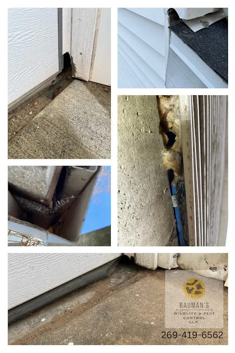 Bauman's Wildlife & Pest Control LLC Picture 1