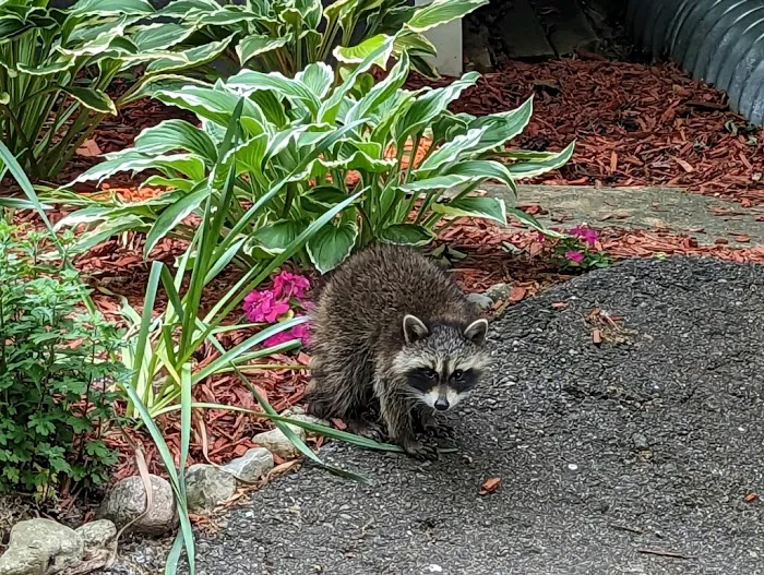 Bauman's Wildlife & Pest Control LLC Picture 4