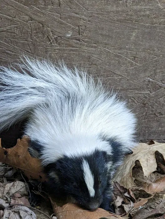 Bauman's Wildlife & Pest Control LLC Picture 6