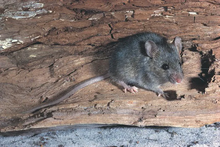 Bauman's Wildlife & Pest Control LLC Picture 3