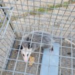 Pest Pros of Michigan