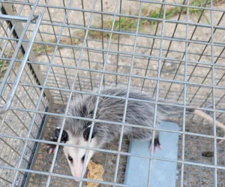 Pest Pros of Michigan