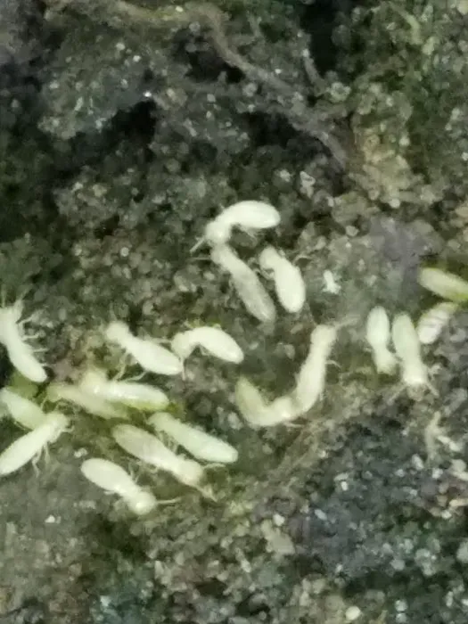 Stratex Pest Control Picture 2