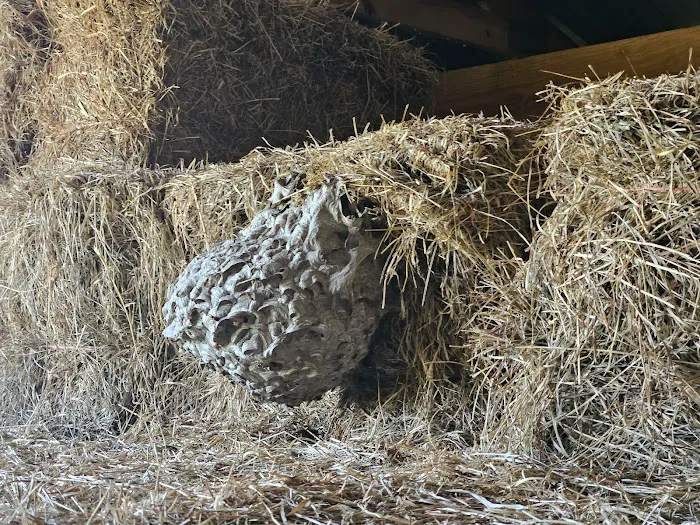 Stratex Pest Control Picture 7