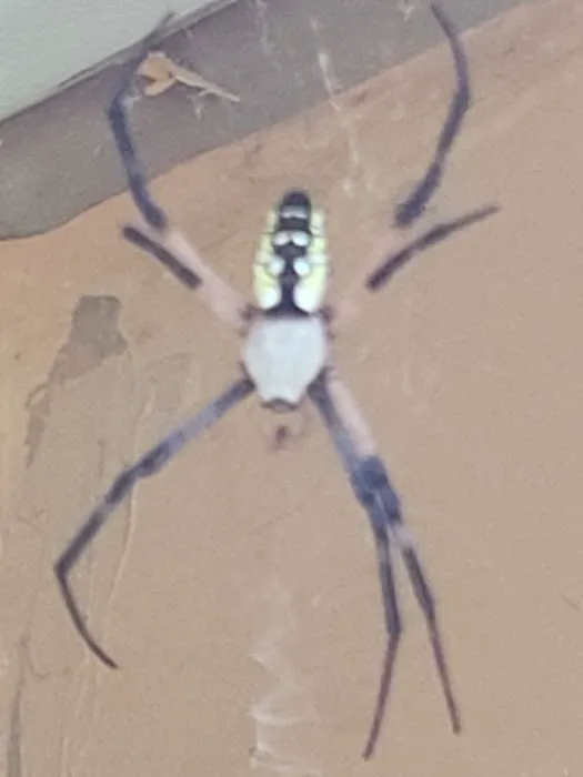 Stratex Pest Control Picture 3