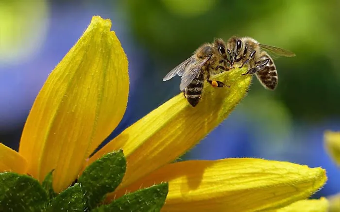 Sage Pest Control Picture 7