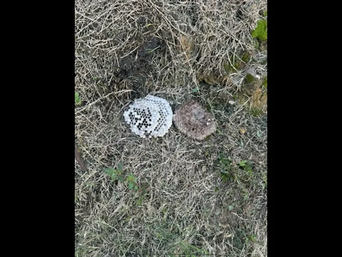 Charlotte Exterminating inc Picture 8