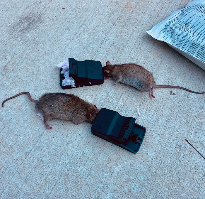 Remedy Pest Control Picture 10