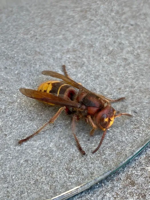 Remedy Pest Control Picture 8