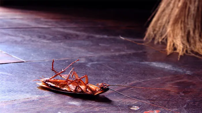 Killo Exterminating Co Inc Picture 7