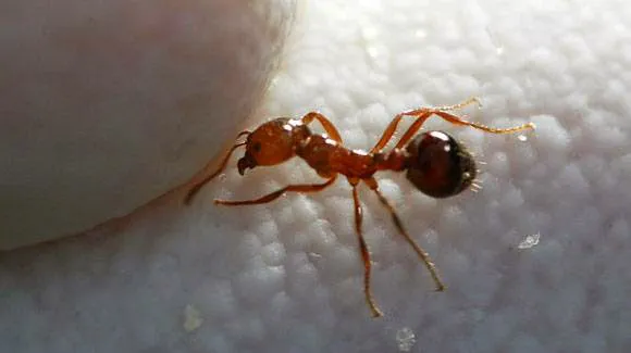 Jones Pest Control Solutions Picture 1