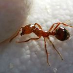 Jones Pest Control Solutions