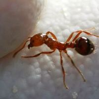 Jones Pest Control Solutions ico