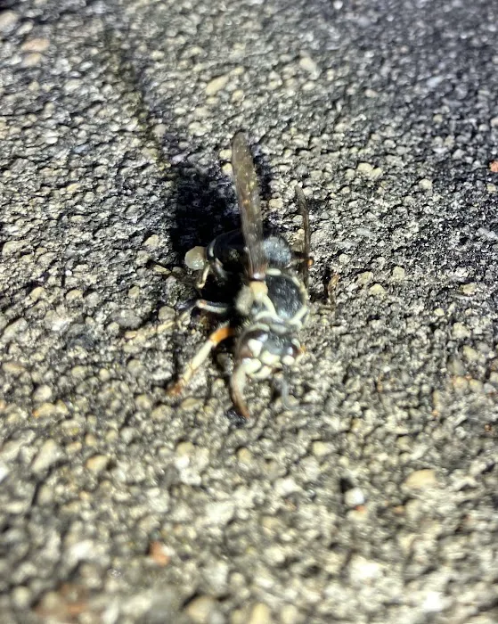 Orkin Picture 3