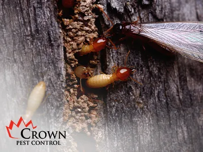 Crown Pest Control Picture 5
