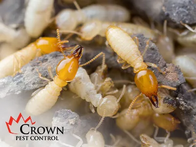Crown Pest Control Picture 1