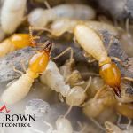 Crown Pest Control
