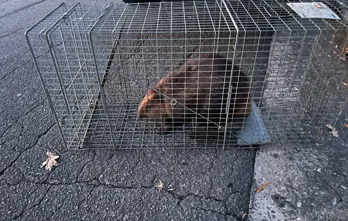 PCA Wildlife LLC Picture 6