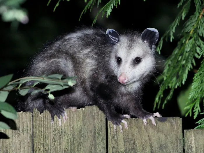 The Pest Control Authority Picture 6
