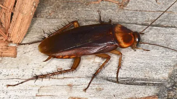 The Pest Control Authority Picture 4