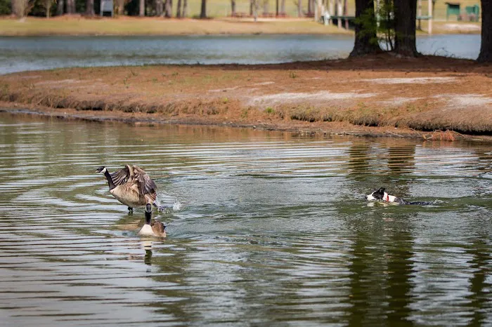Flyaway Geese & Wildlife Management Picture 2