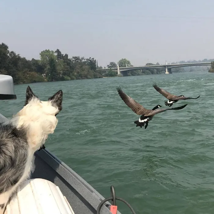 Flyaway Geese & Wildlife Management Picture 6