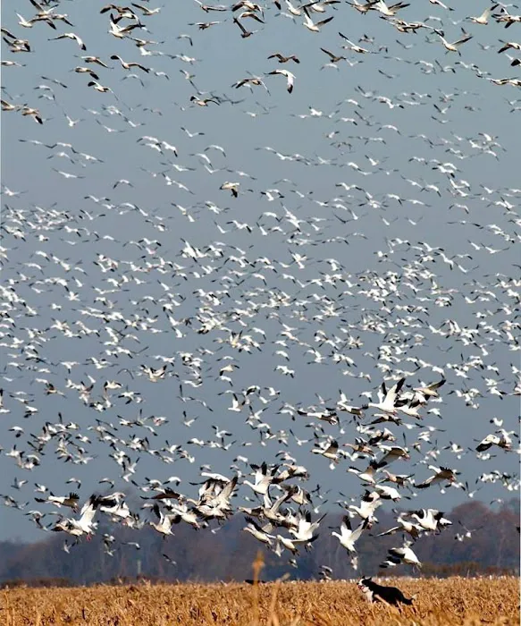 Flyaway Geese & Wildlife Management Picture 3
