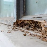 Palmetto Exterminators ico
