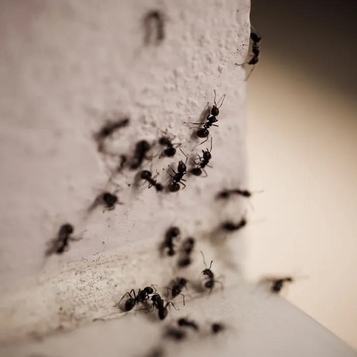 Palmetto Exterminators Picture 3